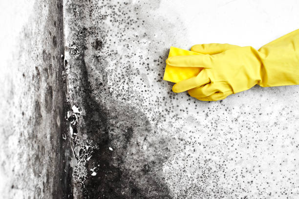 Best Residential Mold Remediation in Union Park, FL