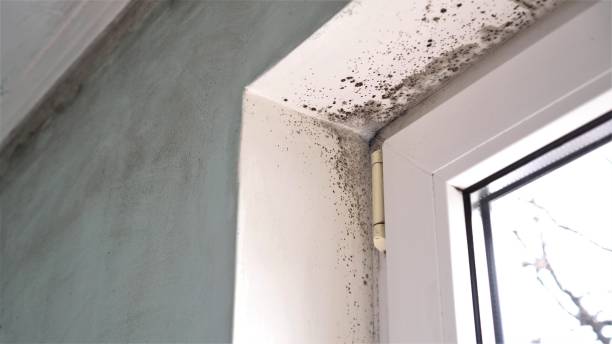 Best Commercial Mold Remediation in Union Park, FL